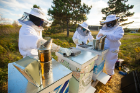 The keepers who met to winterize the hives included UB Bees director David Hoekstra (not pictured); Noah Wichlacz, a UB junior studying electrical engineering (not pictured); and (from left) Matthew Gibbs, a SUNY Buffalo State student; Riley Blasiak, a UB junior studying civil engineering and environmental engineering; and Alex Chimiak, a UB senior studying environmental science.